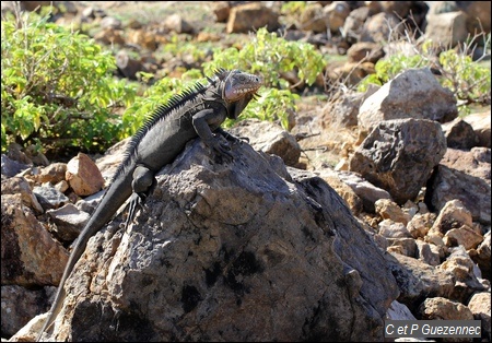 Iguane des Petites Antilles, Iguana delicatissima