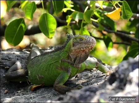 Iguane des Petites Antilles, Iguana delicatissima