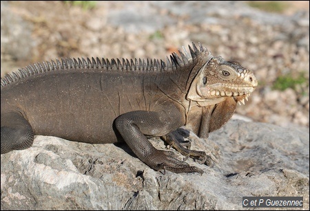 Iguane des Petites Antilles, Iguana delicatissima