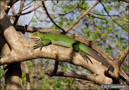 Iguane des Petites Antilles, Iguana delicatissima