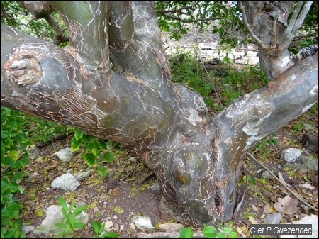 Gaïac, Gaiacum officinale