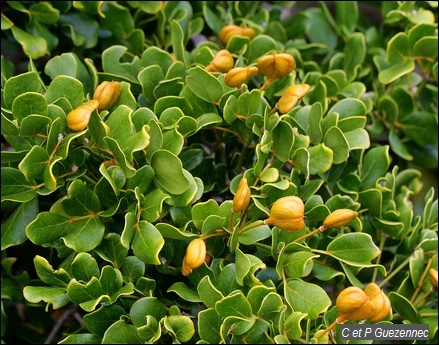 Gaïac, Gaiacum officinale, avec fruits