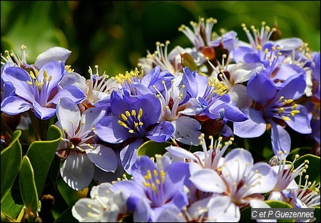 Fleurs de Gaïac, Gaiacum officinale