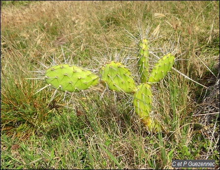 Raquette volante, Opuntia triacantha