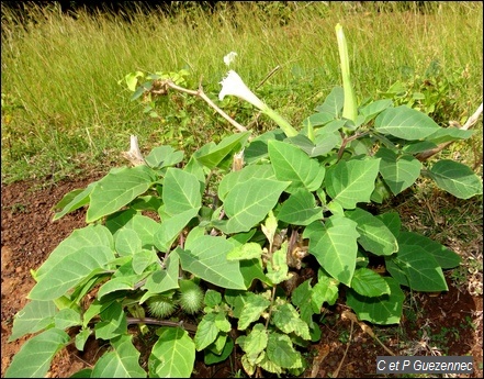 Datura inoxia