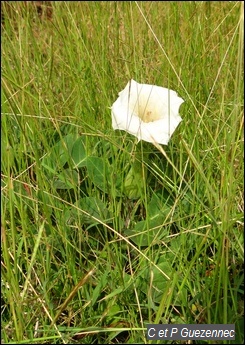 Datura inoxia