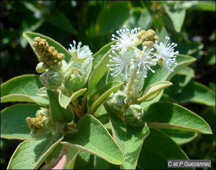 Fleurs de ti-baume, Croton flavens