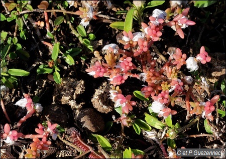 Pourpier, Portulaca halimoides