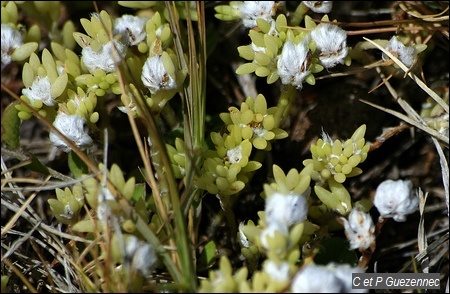 Pourpier, Portulaca halimoides