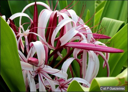 Lis rouges, crinum amabile