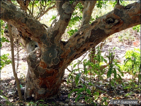 Gaïac, Gaiacum officinale