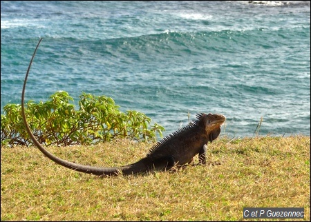 Iguane des Petites Antilles. Iguana delicatissima