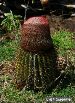 Cactus "Tête à l'Anglais", Melocactus intortus