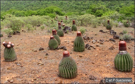 Fleur de Cactus "Tête à l'Anglais", Melocactus intortus