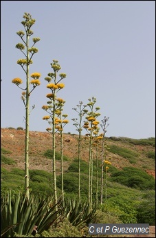 Agave Karatto, endémique des Petites Antilles