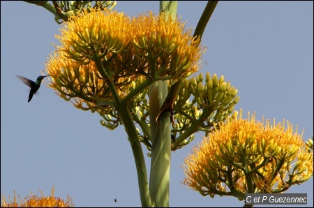 Agave Karatto, endémique des Petites Antilles