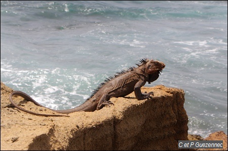 Iguane des Petites Antilles, Iguana delicatissima