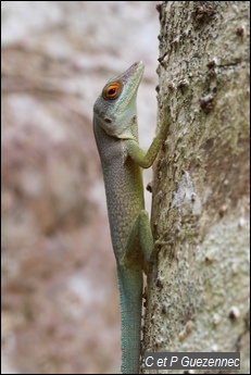 Anolis de La Désirade. Anolis desiradei