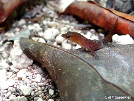 Sphérodactyle de La Désirade. Sphaerodactylus fantasticus hippomanes