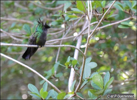 Colibri huppé, Orthorhyncus cristatus