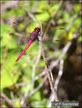 Libellule, Orthemis macrostigma, mâle