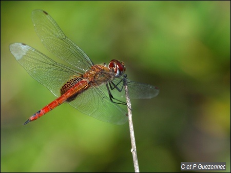 Libellule Tramea abdominalis