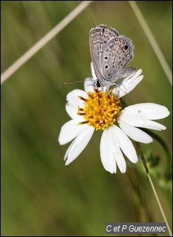 Azuré de l'Indigo, Hemiargus hanno watsoni