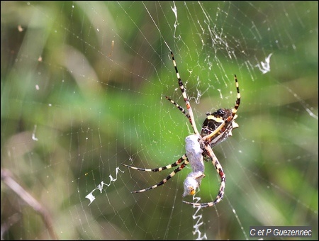 Araignée, Argiope argentata, femelle avec sa proie