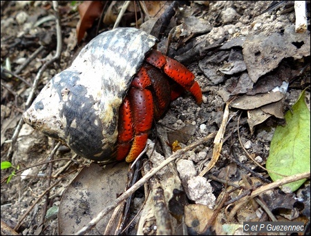 Bernard l'Ermite ou souda, Coenobita clypeatus