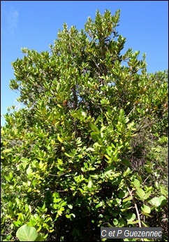 Bois d'Inde, Pimenta racemosa