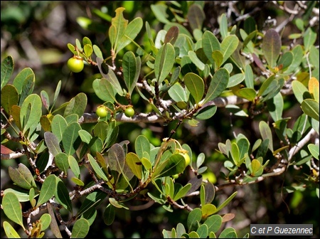 Bois z'oliv en fruit, Byrsonima lucida