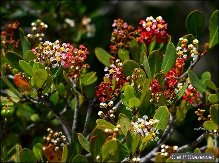 Bois z'oliv en fleur, Byrsonima lucida