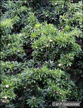 Sapotillier avec fruits, Manilkara zapota