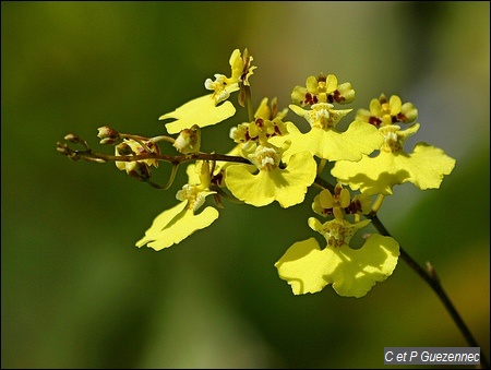 Orchidée Tolumnia urophylla