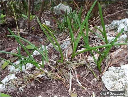 Orchidée Tetramicra elegans