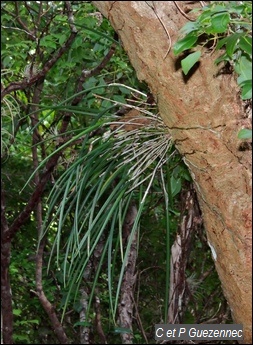 Orchidée Brassavola cucullata