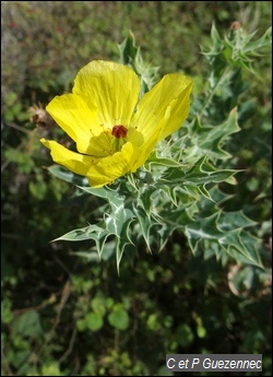 Argémone mexicaine, Chardon jaune, Chardon marbré, Argemone mexicana