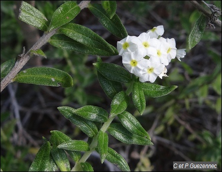 Heliotropium ternatum