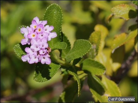 Lantana camara