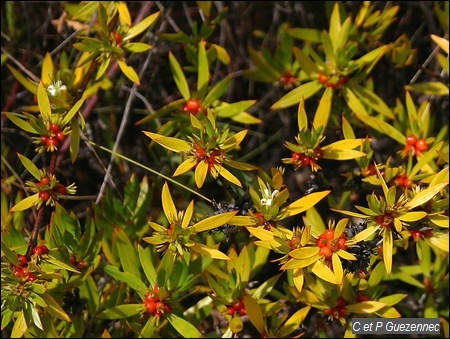 Liane sèche, Ernodea littoralis