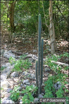 Cactus cierge, Cereus hexagonus