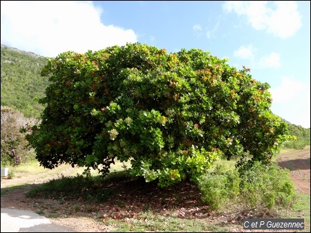 Anacardier, Anacardium occidentale