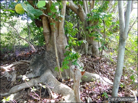 Mapou gris, Pisonia subcordata