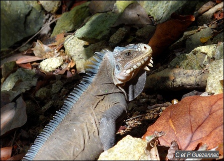 Iguane des Petites Antilles. Iguana delicatissima