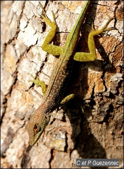 Anolis de La Désirade, Anolis desiradei, mâle