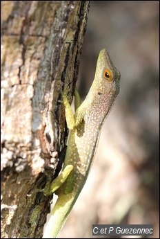 Anolis de La Désirade, Anolis desiradei, mâle