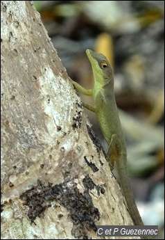 Anolis de La Désirade, Anolis desiradei, femelle