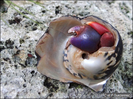 Bernard l'Ermite ou souda, Coenobita clypeatus