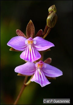 Orchidée Tetramicra elegans