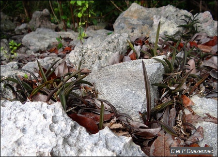 Orchidée Tetramicra elegans